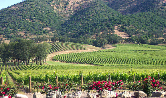 Del Rio, OR - Vineyards