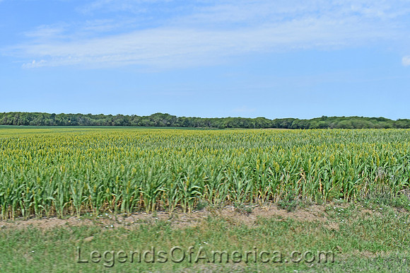 Cloud County. KS - Cornfield