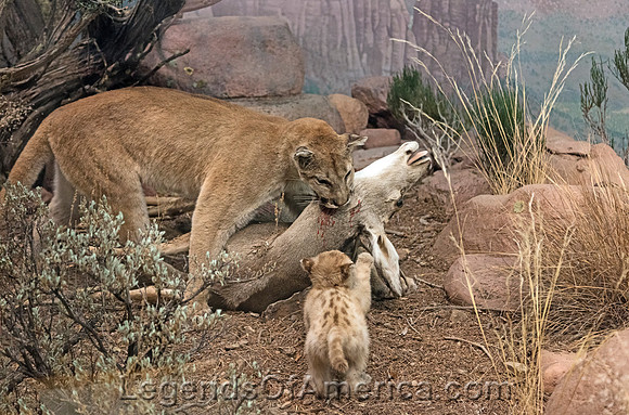 Denver, CO - Museum of Nature & Science Mountain Lions