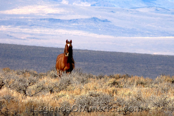 Oregon Wild Horses