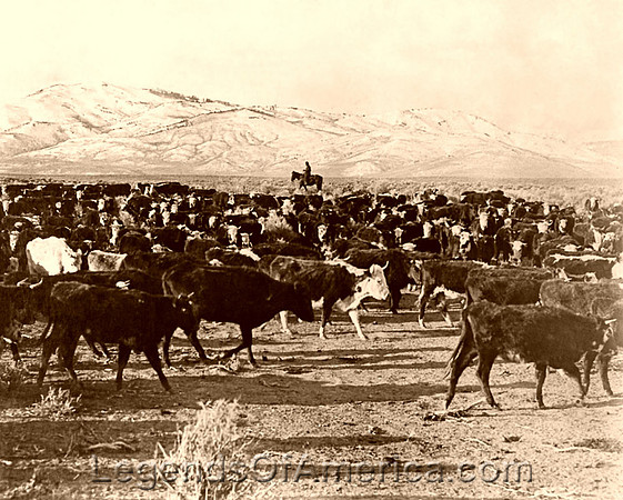 Cattle drive in Oregon