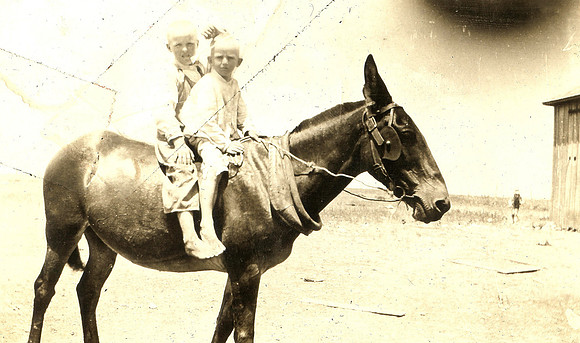 Foster Boys Horse