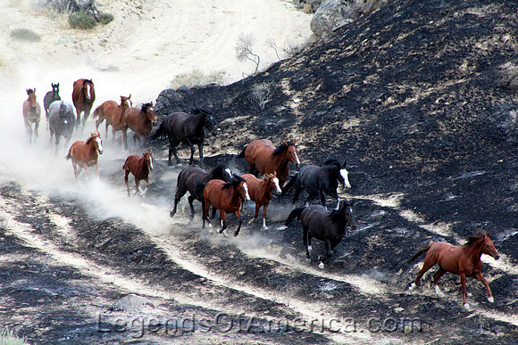 Owyhee County, ID - Wild Horses