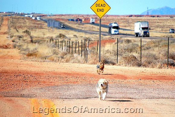 Meteor City, AZ - Dogs on 66