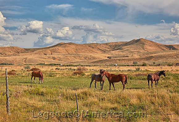 Pocatello, ID - Horses Near