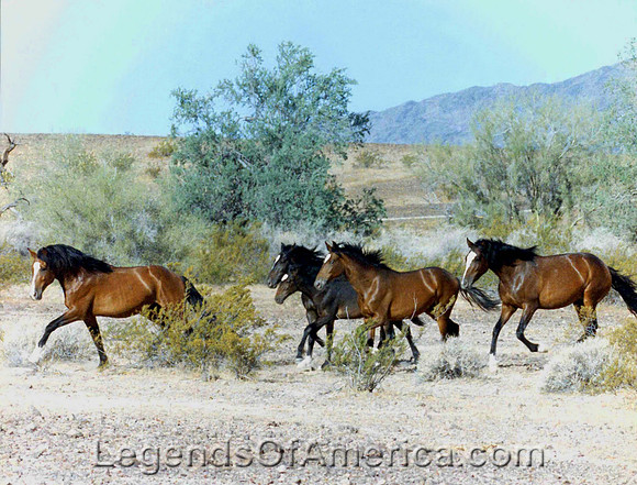 Wild Horses in Arizona