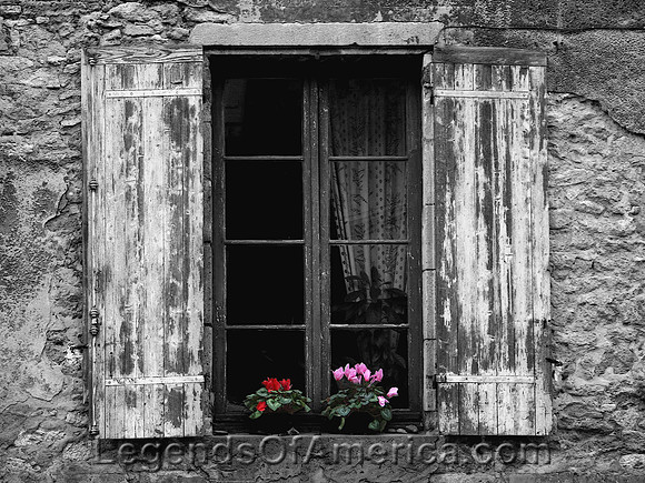 Window Flowers