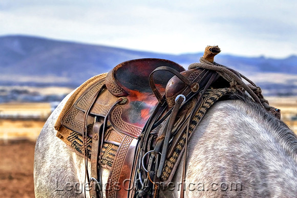 Saddled Horse