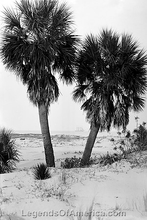 Tybee Island, GA - Palmettoes