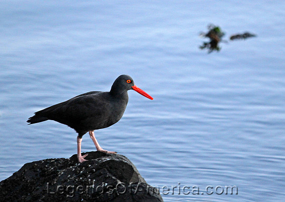 Oyster Catcher, San Juan Islands, WA