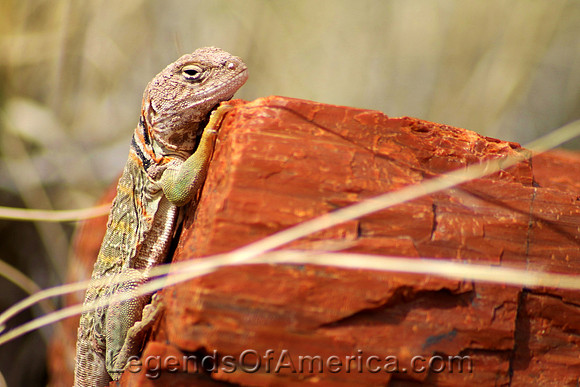 Petrified Forest, AZ - Large Lizard