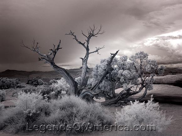 Salton Sea, CA - Bare Desert Tree