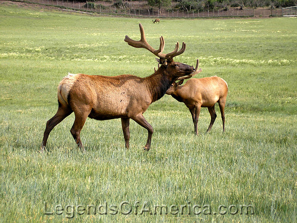 Elk in Southern Colorado - 2
