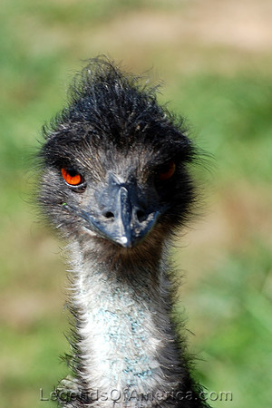 Cuba, MO - Bob's Gasoline Alley - Emu