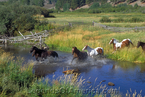Montana Horses