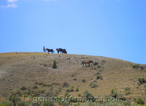 Silver Spring, MT - Horses