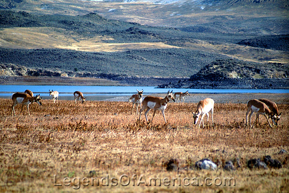Warm Springs Resevoir, OR - Prong Horn Antelope - 2